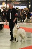  - Edge 4ème Excellent au Paris Dog Show 