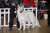  - PARIS DOG SHOW - Edge Excellent (6ème/12) COF