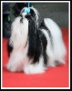  - Montluçon 15.03.15 - Spéciale Shih Tzu - Gaelyn - Excellent