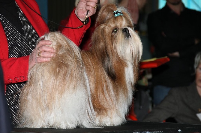 Happy To Meet You - Montluçon 15.03.15 - Spéciale Shih Tzu - Hascott - Excellent