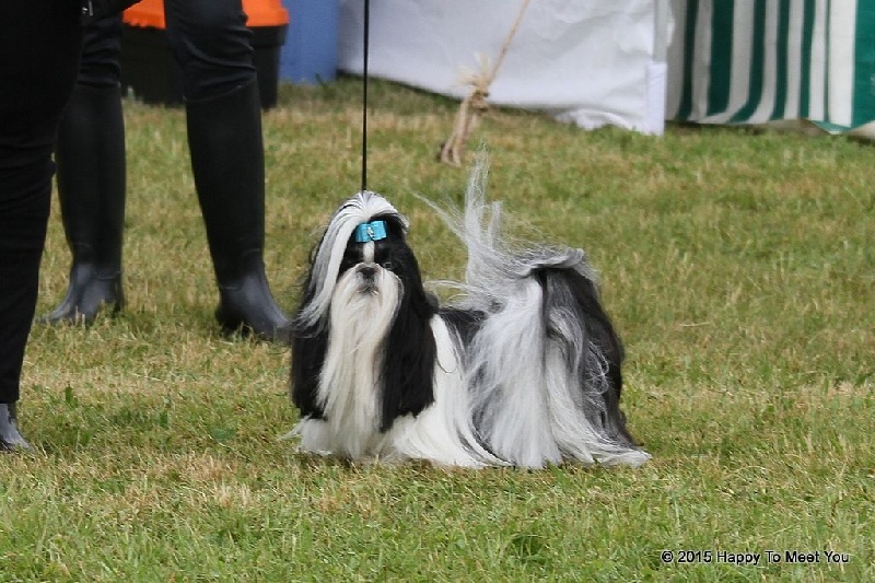 Gaelyn (gallilee) Du Domaine De Mafleurio